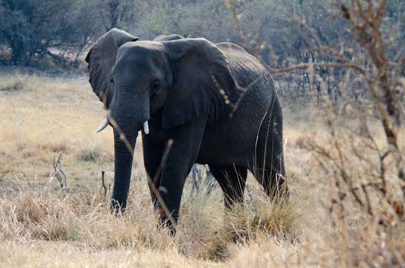 39 - Namibia - elefante - parque nacional de Bwabwata